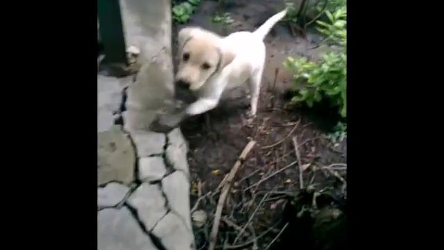 Лабрадор Сенди принимает грязевые ванны!