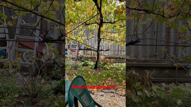 Виноградные арки очень функциональны на юге России. Создают тень для людей и все листья в солнце.