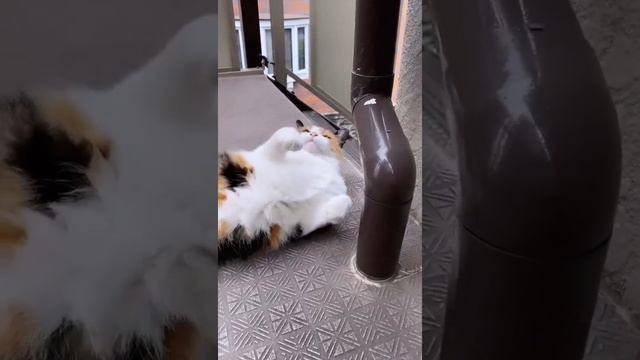 Cute cat meowing