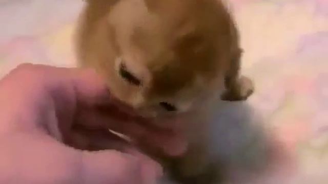 Пушистый колобок Kisa Smile Прикольные фото и видео с кошками