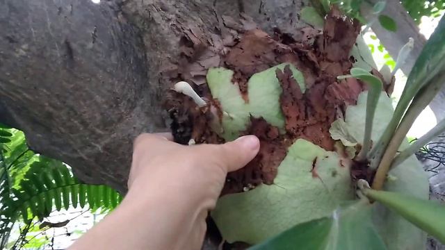 Como Cultivar Platycerium Bifurcatum
