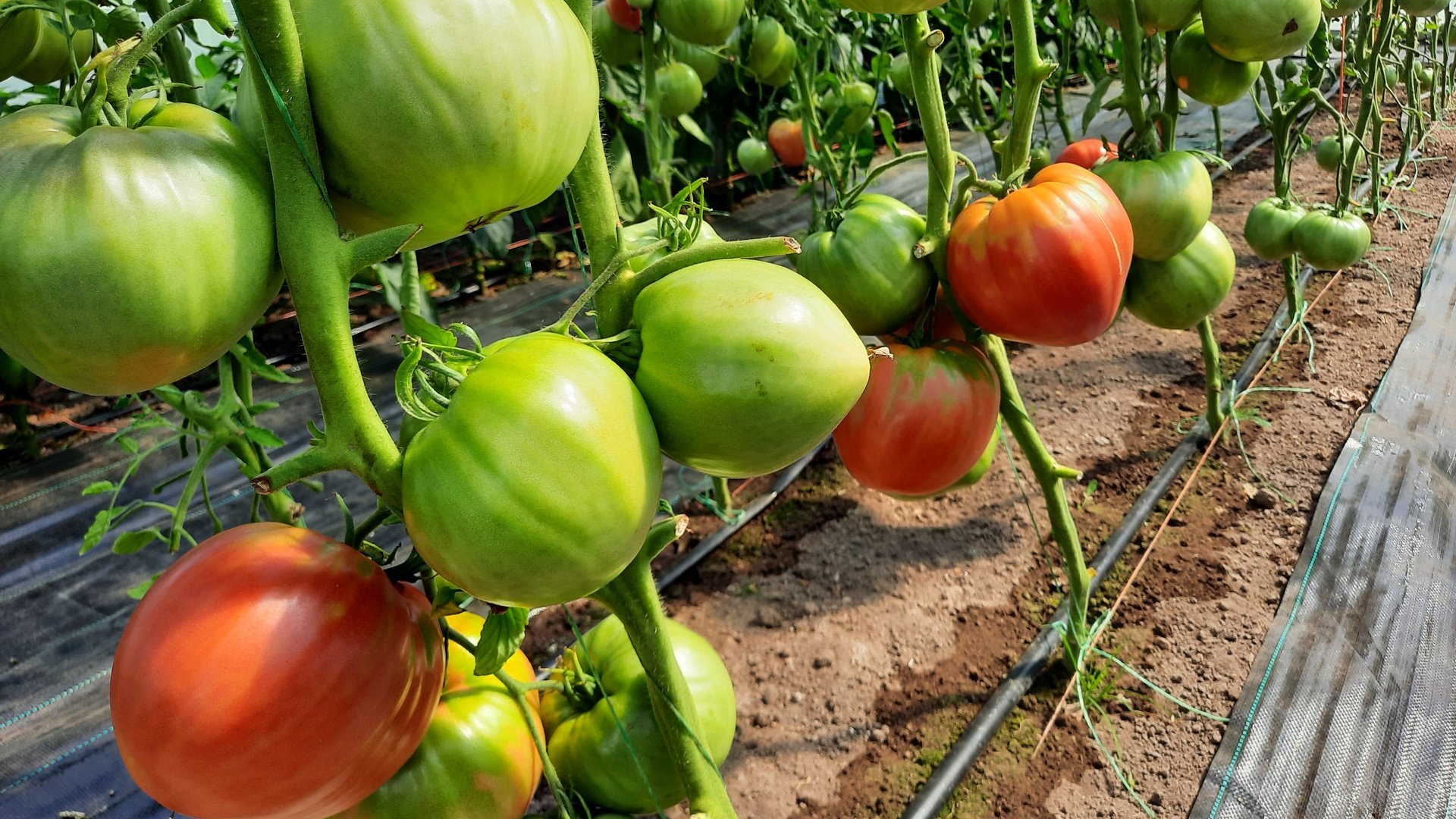 Простой способ укрупнить томаты и улучшить завязывание верхних кистей