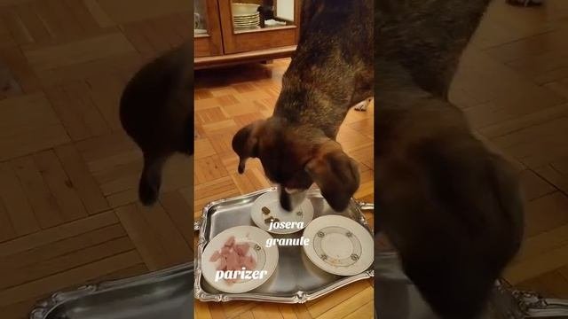 ŽIVOTINJE SU PAMETNIJE OD SLEPIH POSLUŠNIKA....mp4