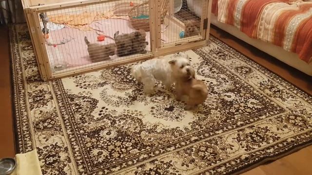 голдаст йорк играет с мамой