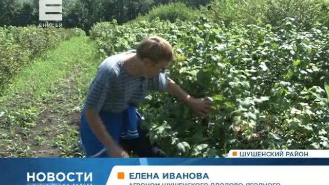 «Ягоды столько, что листвы не видно!»: на юге края собирают огромный урожай смородины