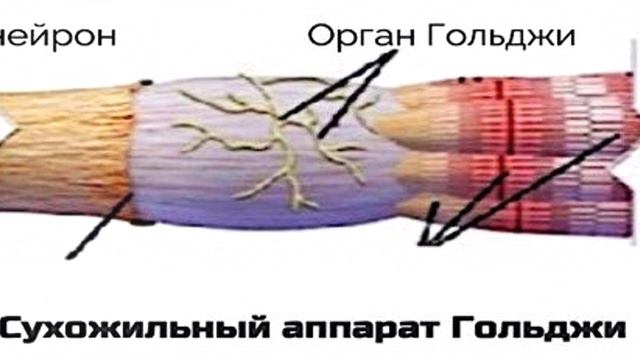 Рефлекторная активность