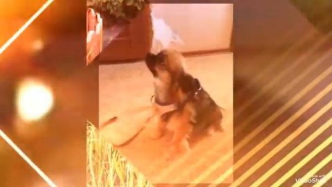 Фото моего пёсика Потапа!