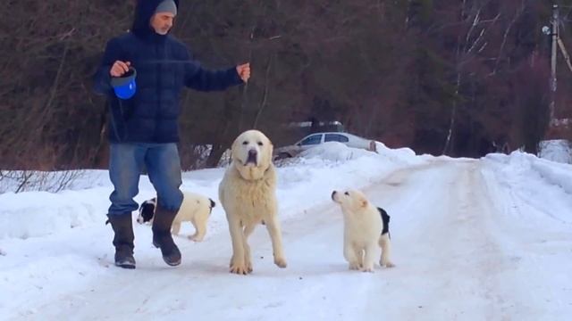 Щенки алабая
