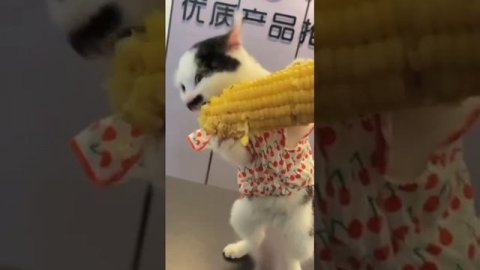 Very tasty corn