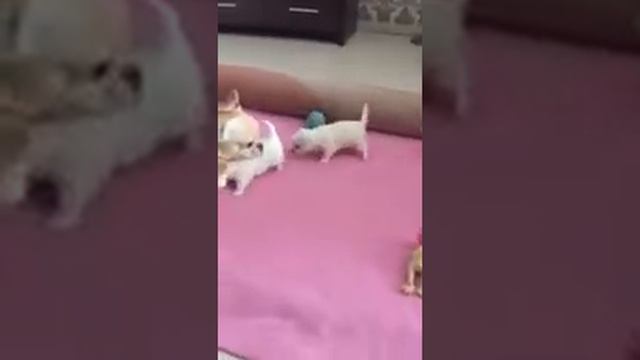 Чихуахуа （Щенки）1 месяц