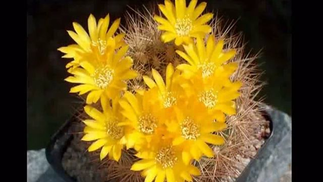 Cactus.One of the most beautiful flower.