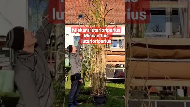 #Miskant #lutarioriparius #Miscanthus #lutarioriparius #uprawa #sadzonki