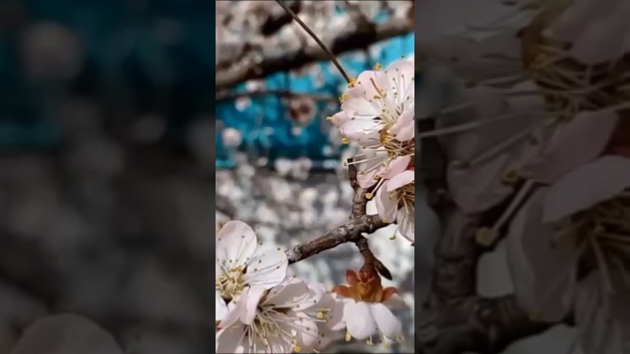 Beautiful interesting flowers bees birds singing Красивые интересные цветы абрикоса пчелы пение птиц