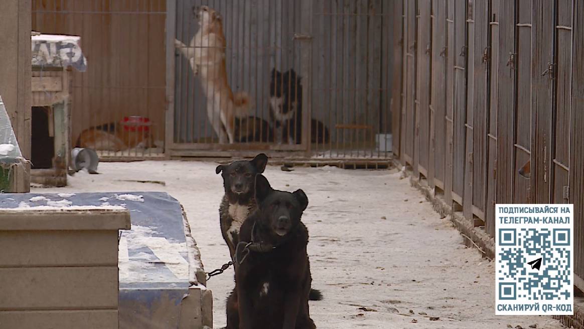 Выставка бездомных собак «Возьми питомца в семью» состоится в Вологде