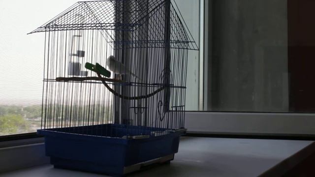 Молодой кенар учится петь
