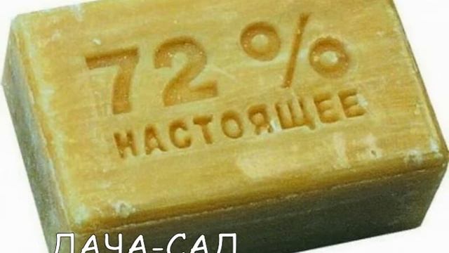 РАСТЕНИЯ КОТОРЫЕ МОГУТ ЗАМЕНИТЬ МЫЛО