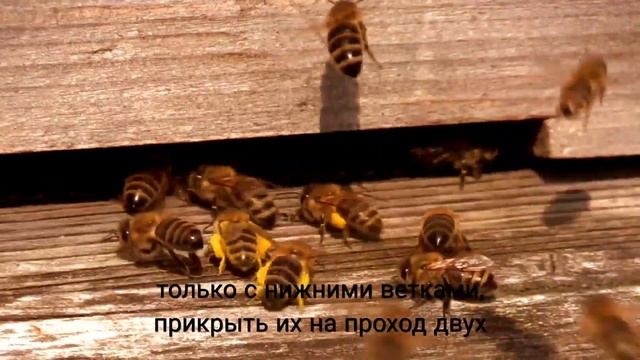 МАРТ!  Работа на пасеке.