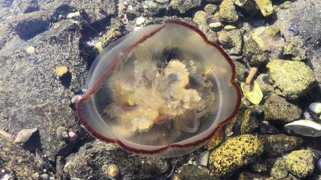 Магадан. Охотское море в районе бухты Нагаево. Медузы.