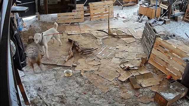 Баран и алабай в отсутствие хозяина