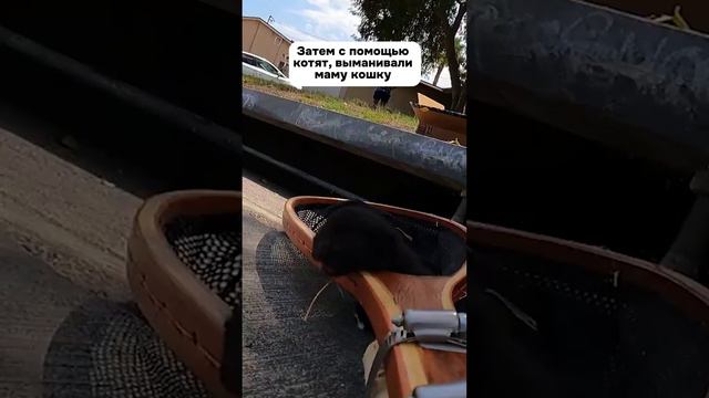 Котик