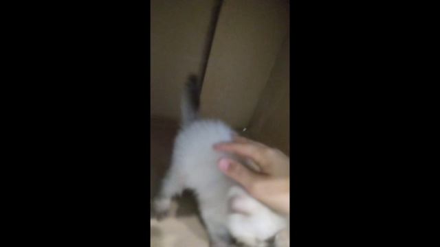 2_5327789785455014868.mp4