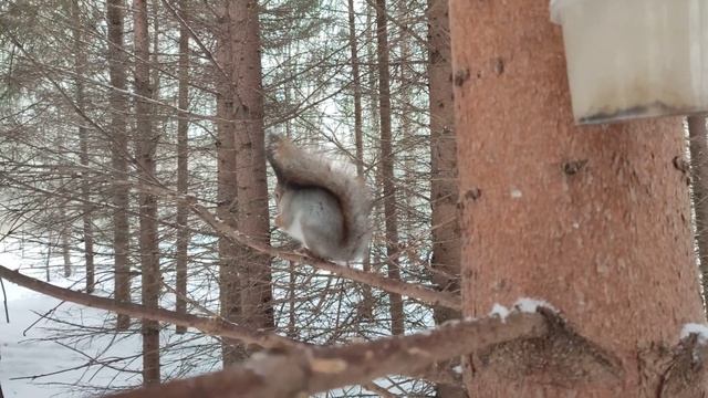 Белка с пушистыми черными кисточками на ушах