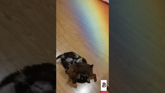 мои собачки когда они были маленькие продолжение ещё 3 собачки на 12👍
