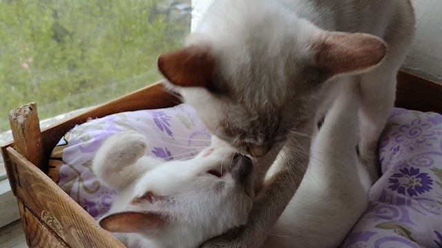 Тайские кошки дышат воздухом возле открытого окна