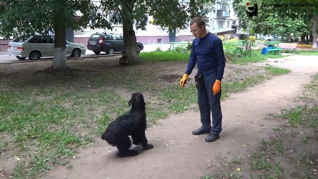 Играем с собакой в 'Угадайки'. Шигаев Роман и ризеншнауцер Куба. Тольятти, 21 августа 2019.