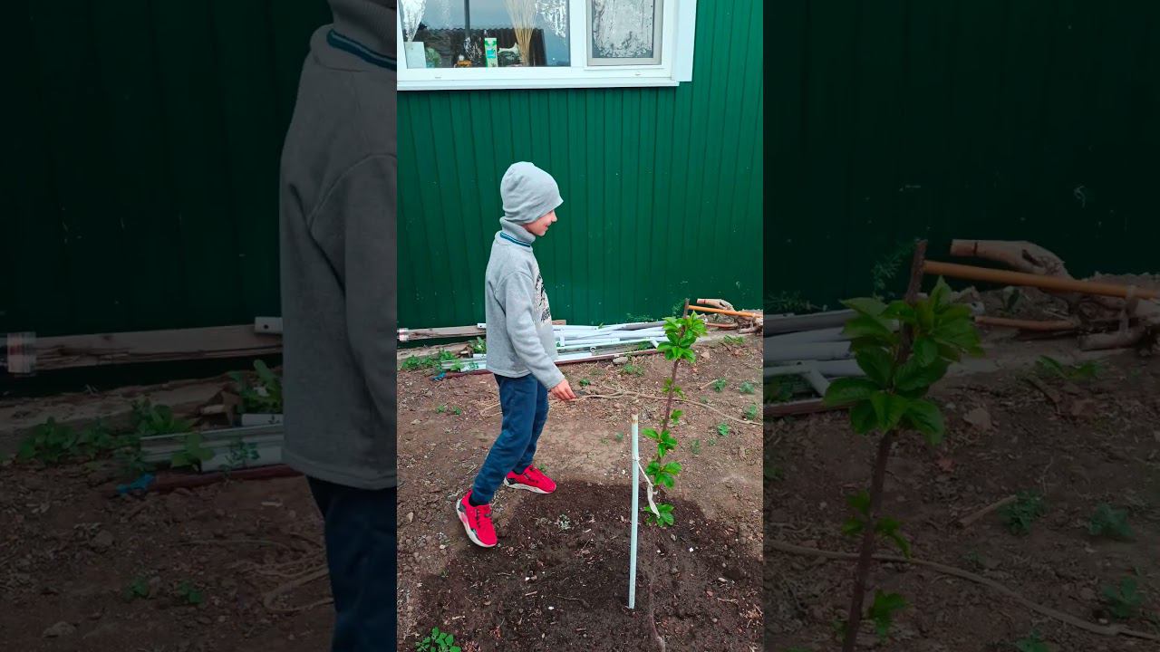 Школьник Вячеслав и его Сад ЧереВишня!! Часть2 Серия2 #огород #ахтубинск #фермер #школьник #негород