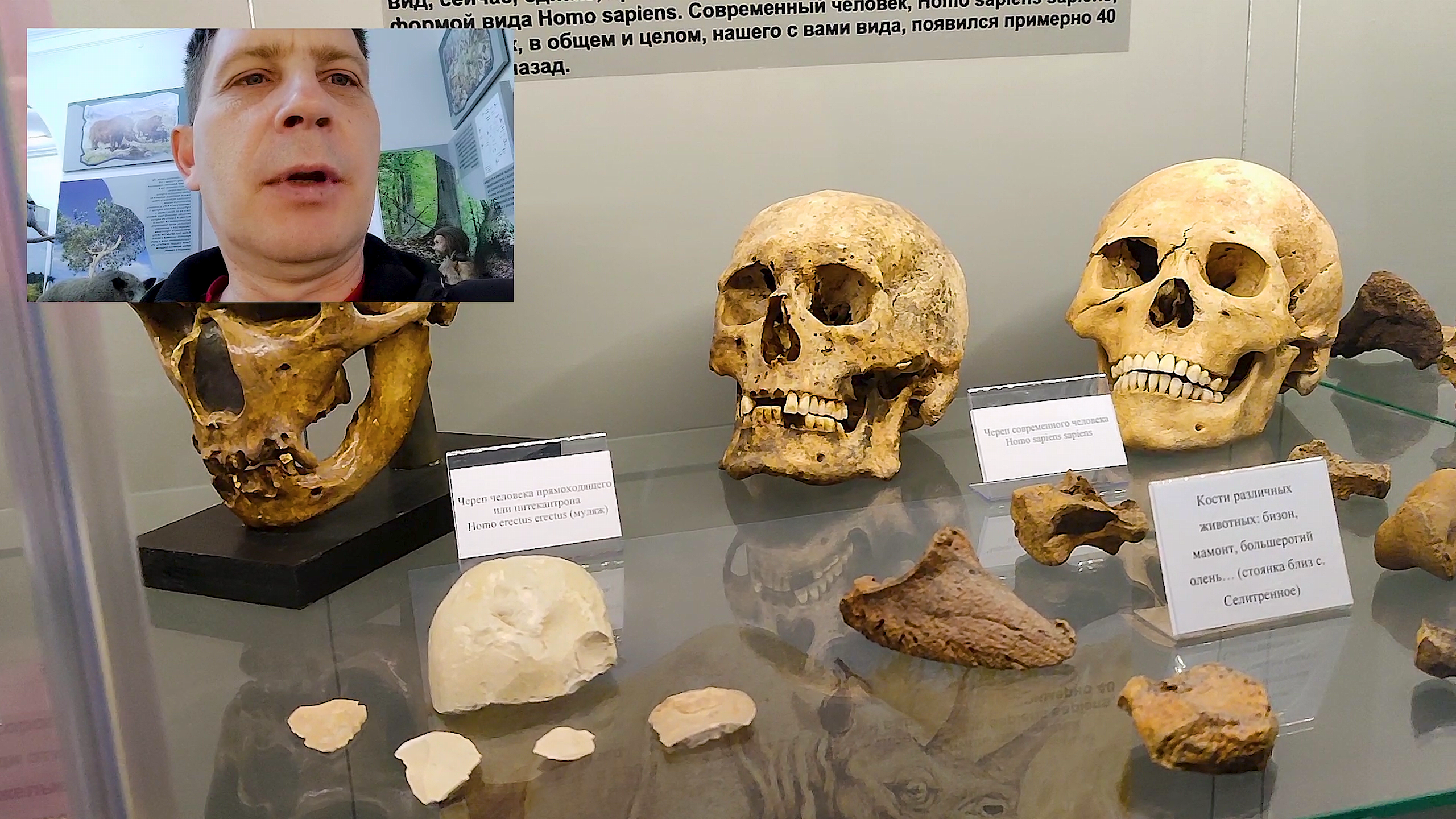 Эволюция черепов от обезьяны до человека.Музейные экспонаты