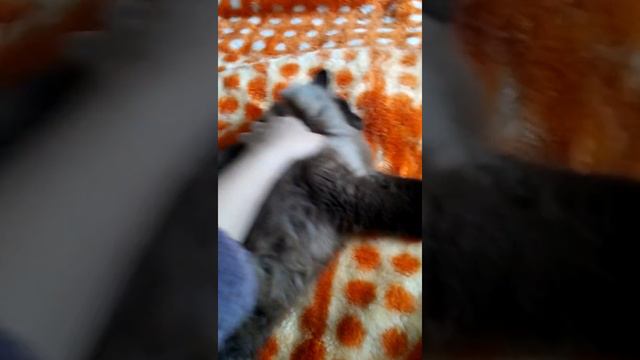 Эличка, самая лучшая кошка на свете!!! Ellie, the best kitty in my life!!!