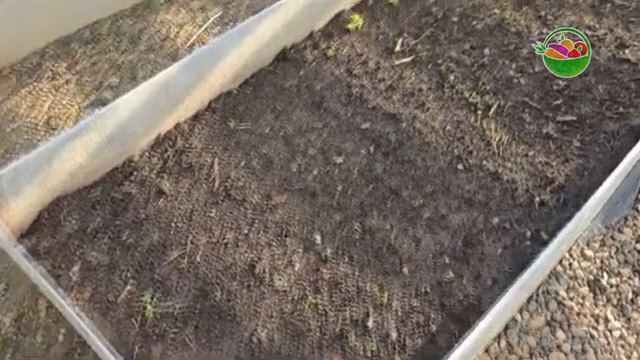 Эта подкормка заменит Камаз навоза. Пролейте этим землю для обильного урожая.