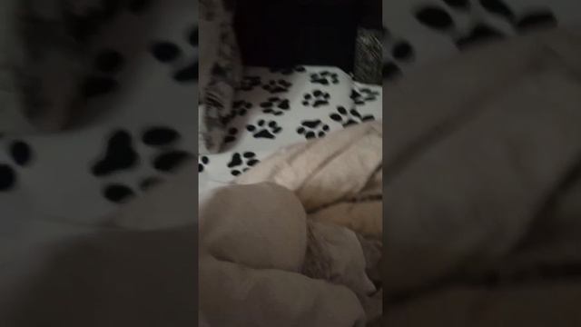 Строю очень большую башню из 3 больших подушки, 2 простыни, 2 одеяла, и т. д