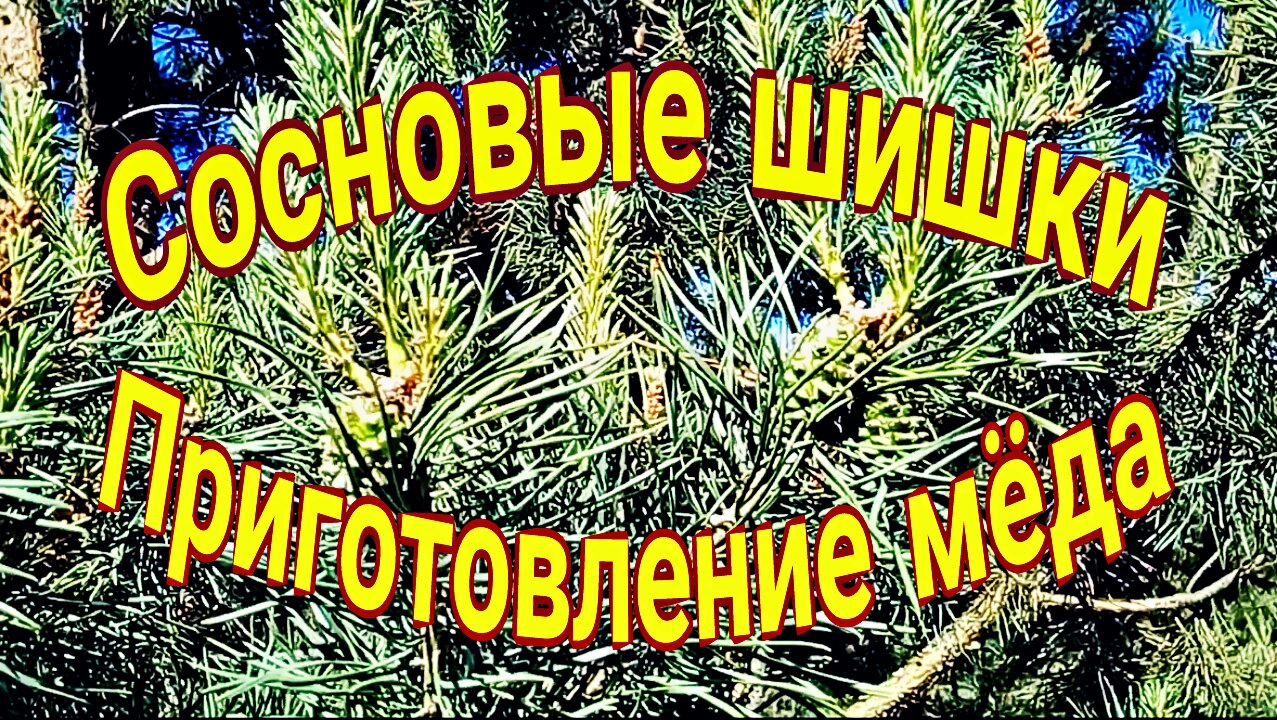Сосновые шишки. Приготовление мёда.