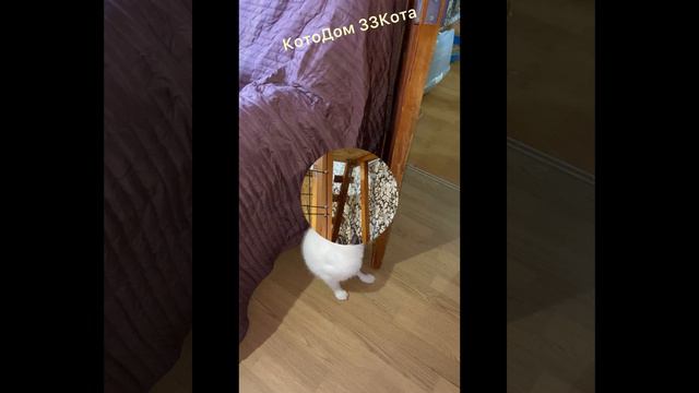 Отдых в нашем КотоДоме для вашего питомца - это смена обстановки, опыт общения и много развлечений!
