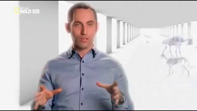 NAT GEO.  Язык телодвижений при знакомствах.
