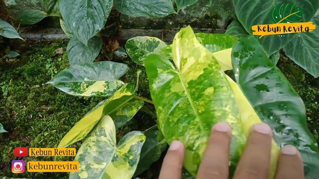 Tanaman Hias Philodendron Burlemarx Variegata