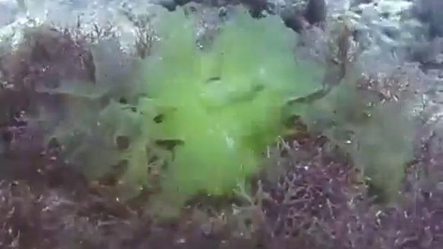  Водоросли Черного моря  Ульва