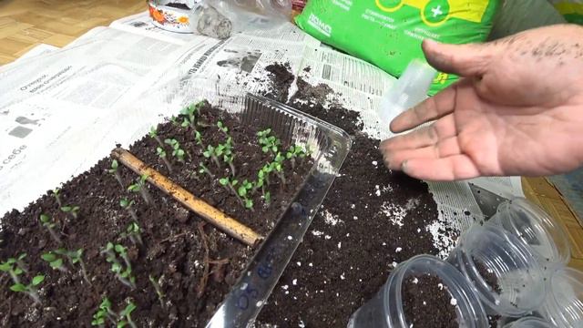 выращивание картошки семечками часть №2 (пересаживаем в стаканчики)