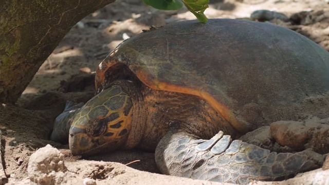 Cousin Island: A Conservation Success Story