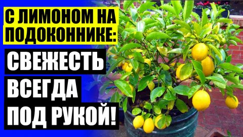 Дерево лимона купить в алматы ⚫ Как посадить семена лимона ❌