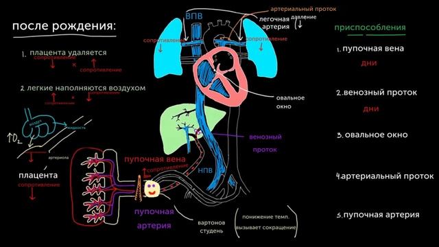 Кровообращение ребенка сразу после рождения