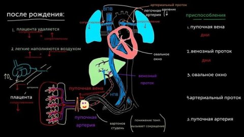 Кровообращение ребенка сразу после рождения