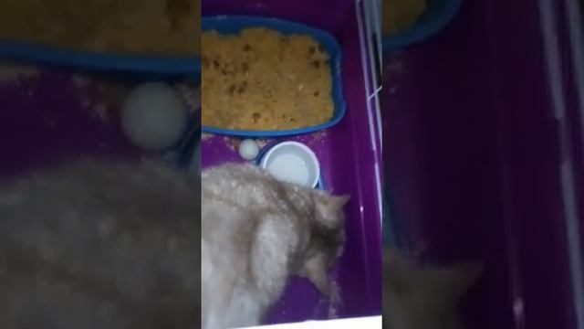 VID 20191209 WA0023 Говорящие коты Приколы с животными