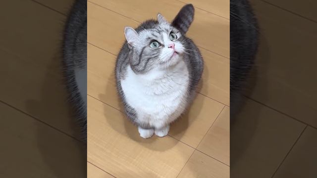 комару мяукает комару