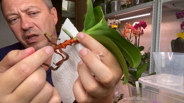 ОРХИДЕИ ГНИЛУШКИ зачем срезаю кочерышку у орхидеи