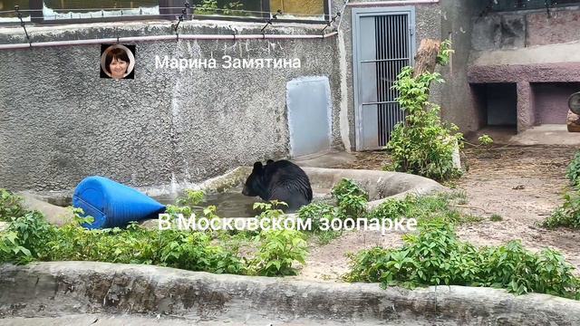 В Московском зоопарке созданы комфортные условия для обитателей.