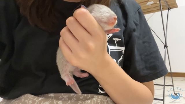 Baby Otter, Growing Fast in 10 Days!