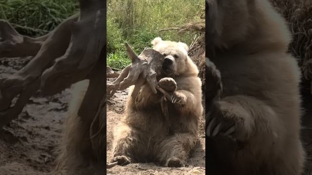 Топтыгин нашёл себе занятие